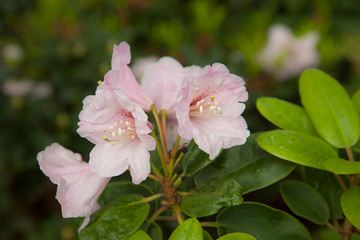 Fototapeta na wymiar Pink azalea. Rhododendron bush in garden. Beautiful flowers.