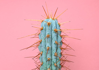Fashion Blue Cactus living Coral colored pastel background. Trendy tropical plant close-up. Art Concept. Creative Style. Sweet coral fashionable cactus Mood