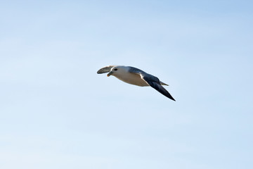 Obraz premium fulmar, northern fulmar, seabird, full body