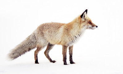 Fototapeta Image of a wild fox in winter natural habitat obraz