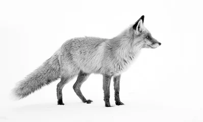 Printed kitchen splashbacks Arctic fox Image of a wild fox in winter natural habitat