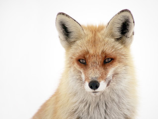 Wild fox in winter natural habitat