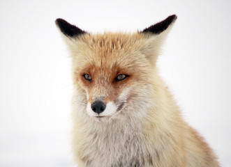 Wild fox in winter natural habitat