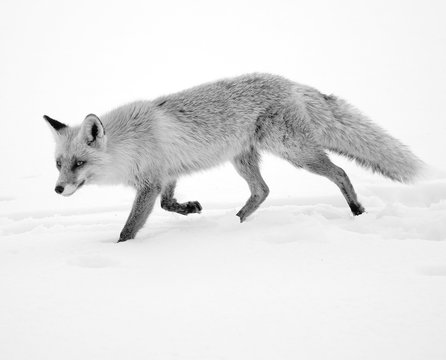 Image of a wild fox in winter natural habitat