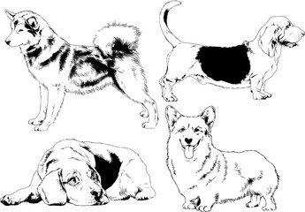 vector drawings sketches pedigree dogs in the racks drawn in ink by hand , objects with no background	