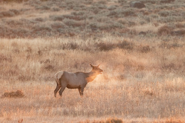 Obraz na płótnie Canvas elk, wapiti, cervus canadensis, Yellowstone national park