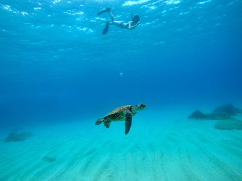 person diving underwater