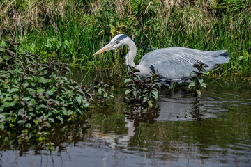 Grey heron (Ardea cinerea)