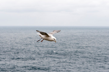 Fototapeta na wymiar fulmar, northern fulmar, seabird, full body