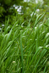 Fototapeta na wymiar Green grass or lots of greenery in the park