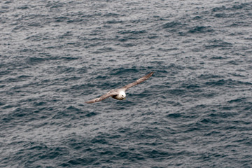 fulmar, northern fulmar,  seabird, full body