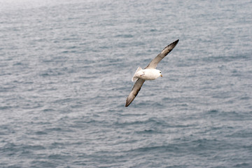 Fototapeta na wymiar fulmar, northern fulmar, seabird, full body