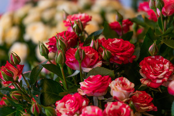 red roses in the garden