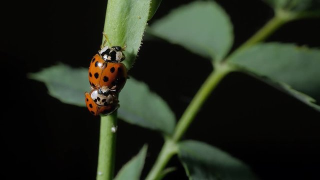 Ladybug. Mating Ladybirds Beetles on the leaves. Close-up. Black background. Camera wiring.