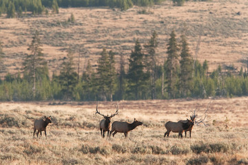 Naklejka na ściany i meble elk, wapiti, cervus canadensis, Yellowstone national park