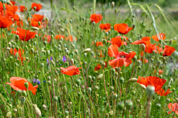blooming red poppies in a field on a clear day