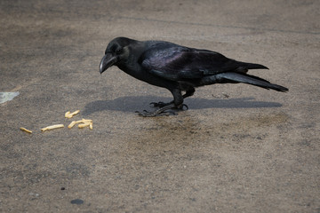 Black Japan crow eating French fries at the street of Kyoto