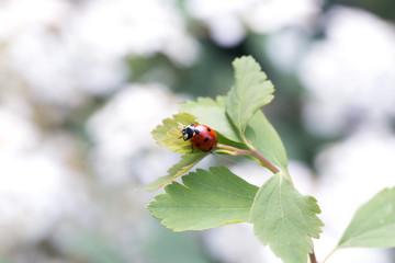 Fototapeta premium Ladybug on green leaf and green background