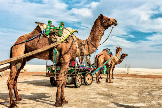 three brown camels with carriages during daytime