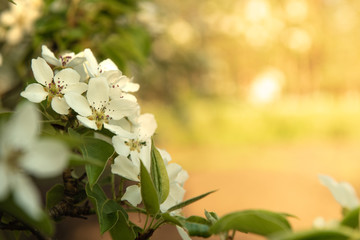blooming apple tree with white petals with blurred background