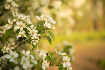 blooming apple tree with white petals with blurred background