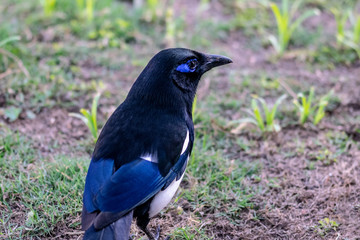 Obraz premium Plumage of Maghreb magpie (Pica mauritanica) in Agadir, Morocco