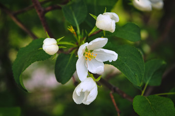 Blooming branches of the apple tree on blurred background soft focus.