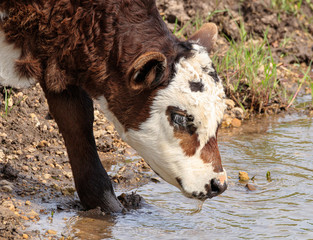 Calf drinking water 