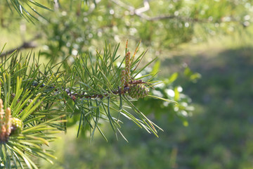 Green pine branch in the coniferous forest