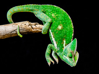 beautiful green chameleon hanging on a brunch and watching out for an insect