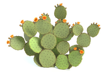 3d illustration of a prickly pear cactus plant