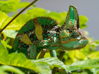 impressive male yemen chameleon climbing a tree outside