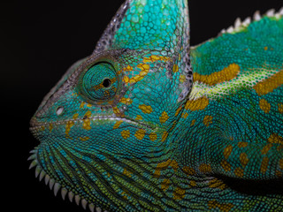 beautiful green and blue female chameleon posing for the camera