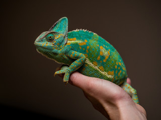 beautiful green chameleon posing on a female hand in a studio surounding