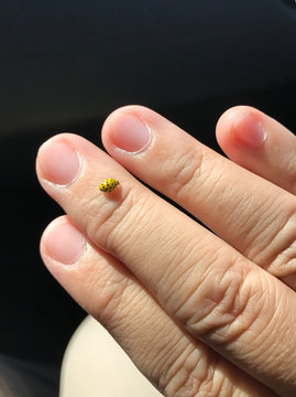 yellow bug on person's hand
