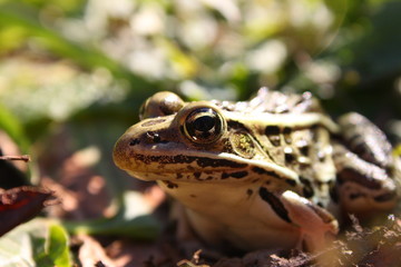 Frog Eye