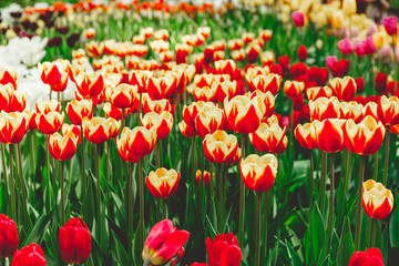 Full frame red and orange tulips spring background. The concept of bloom of nature.