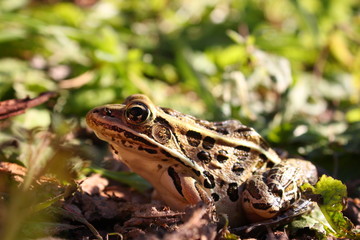 Leopard Frog Profile