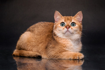 The cat is British gold Chinchilla