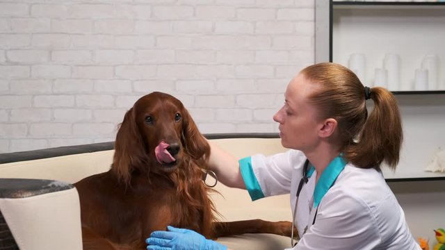 woman vet pats a dog on the head which lies on a sofa in the office. veterinary soothes the pet before the examination.