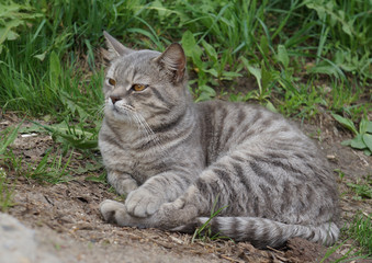 Fototapeta na wymiar Beautiful gray tabby cat with yellow eyes lying on the ground and green grass. Outdoor scene, close-up view