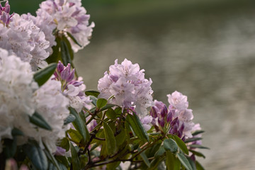 Krzew jasnofioletowego rododendronu