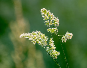 Gras vor grünem Hintergrund