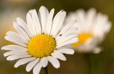 Weiße Blühte mit Insekten