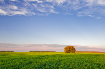 Tree in green field of wheat on a background of blue sky with clouds