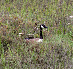 Canada goose nestled in the tall shore grass and salt grass in Newport Beach back bay in California