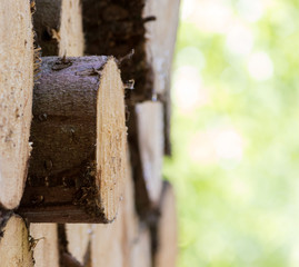 ein Stamm ragt aus einem Holzstapel heraus