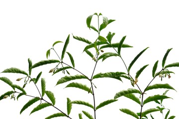 Flower plant with leaves branches growing in a garden on white isolated background 