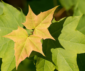 frische grüne Ahornblätter in Frühling