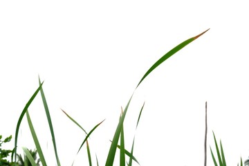 Wild grass leaves on white isolated background for green foliage backdrop 